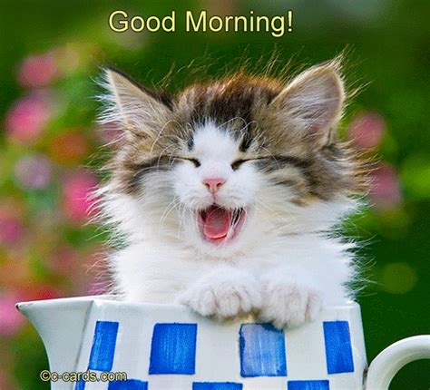 Related GIFs. . Good morning cat gif